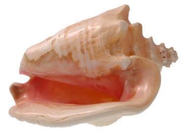 conch